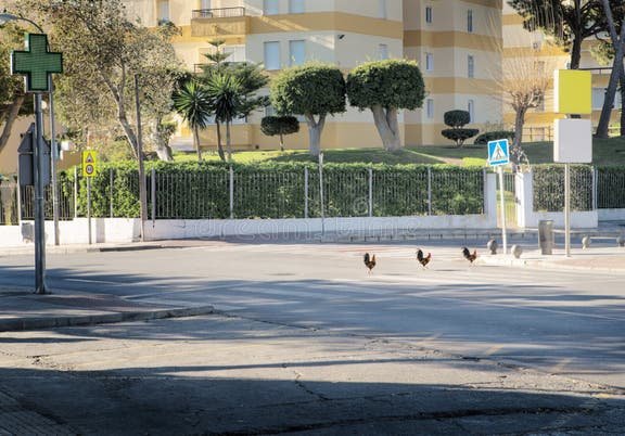 Explore chicken road online
